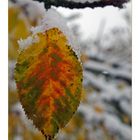 Winterlicher Herbst