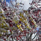 Winterlicher Herbsteindruck