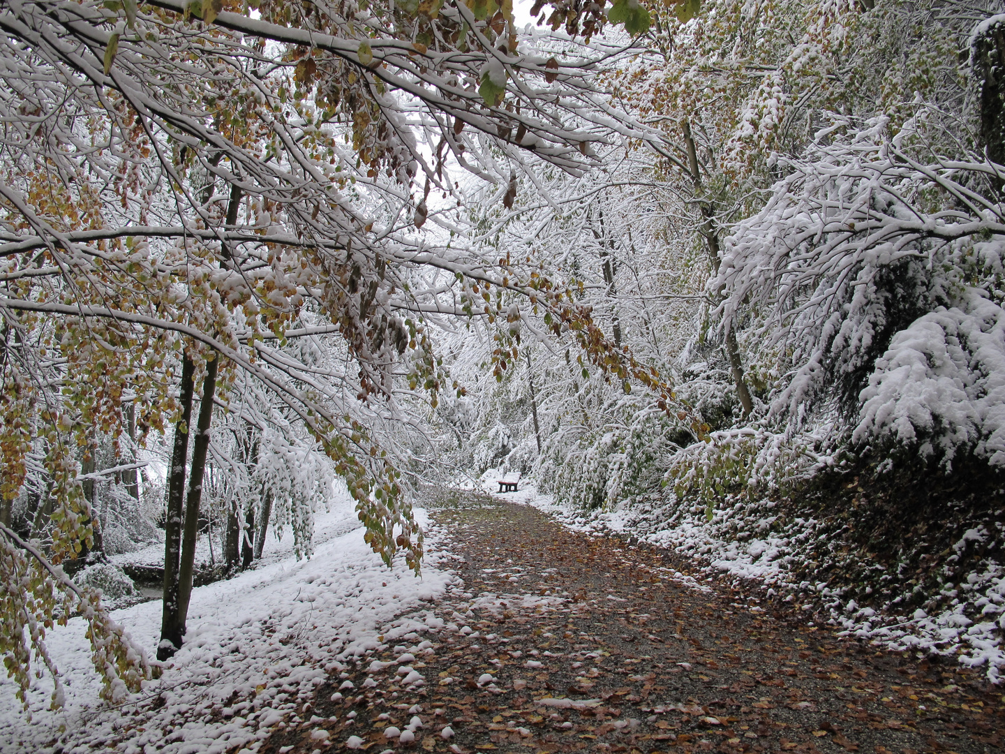 Winterlicher Herbstwald