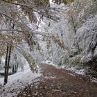 Winterlicher Herbstwald