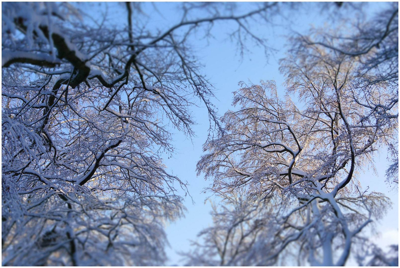 Winterlicher Himmelsblick