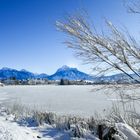 Winterlicher Hopfensee / Allgäu Nr. 1