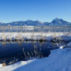 Winterlicher Hopfensee / Allgäu Nr.2