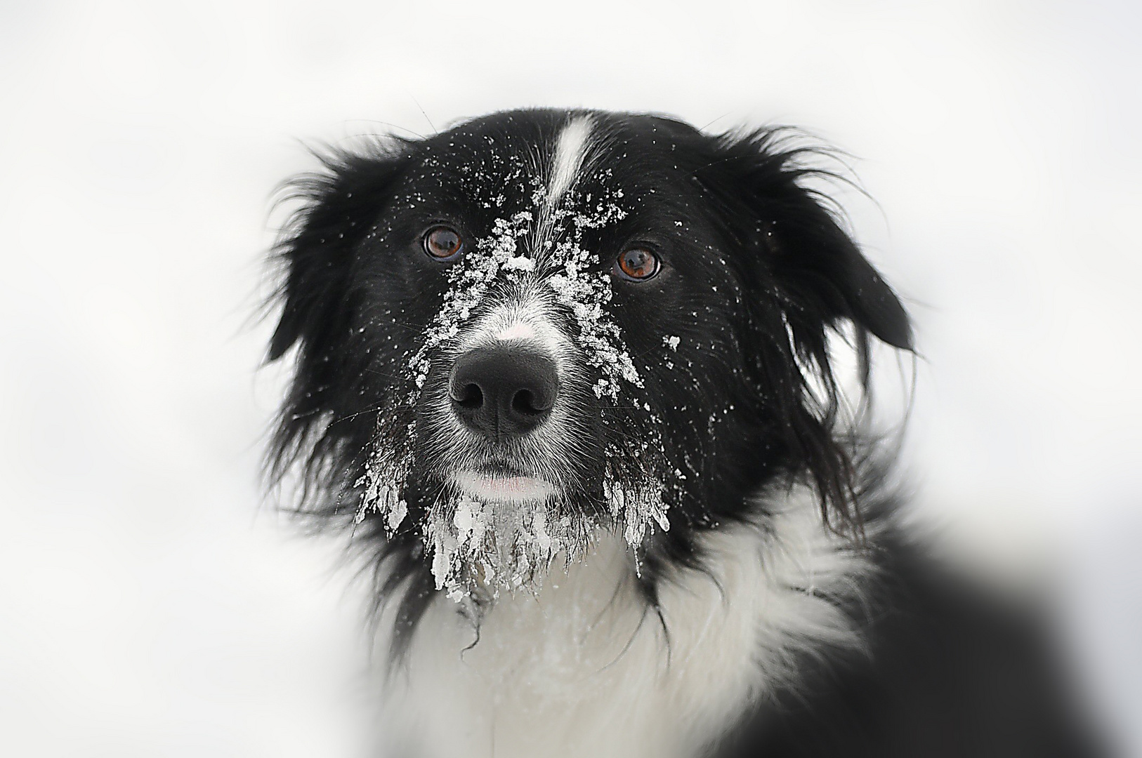 Winterlicher Hundeblick