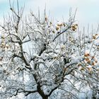 Winterlicher Kakibaum