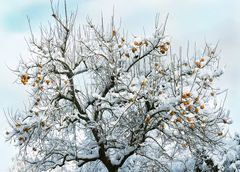 Winterlicher Kakibaum