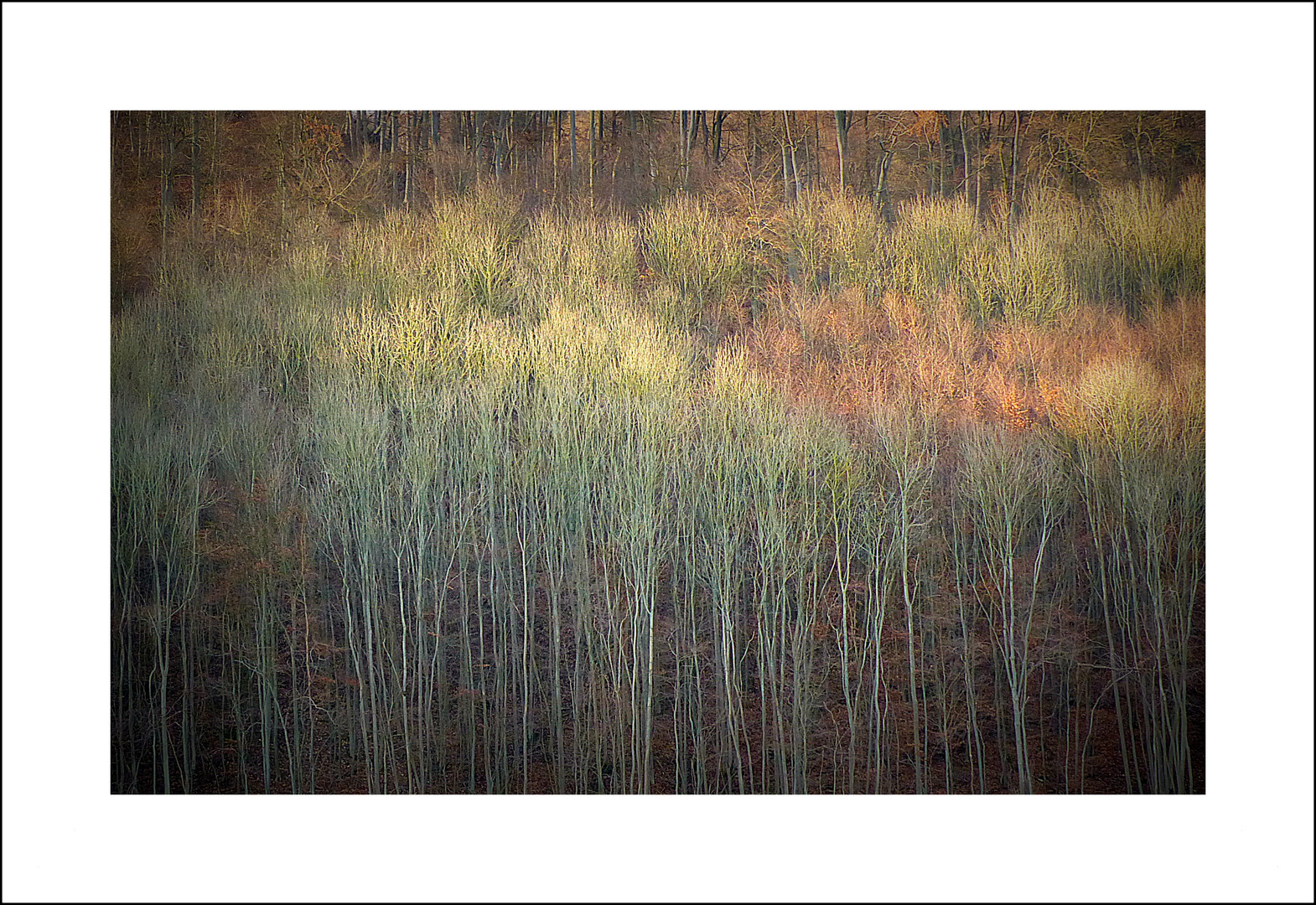 Winterlicher Laubwald 