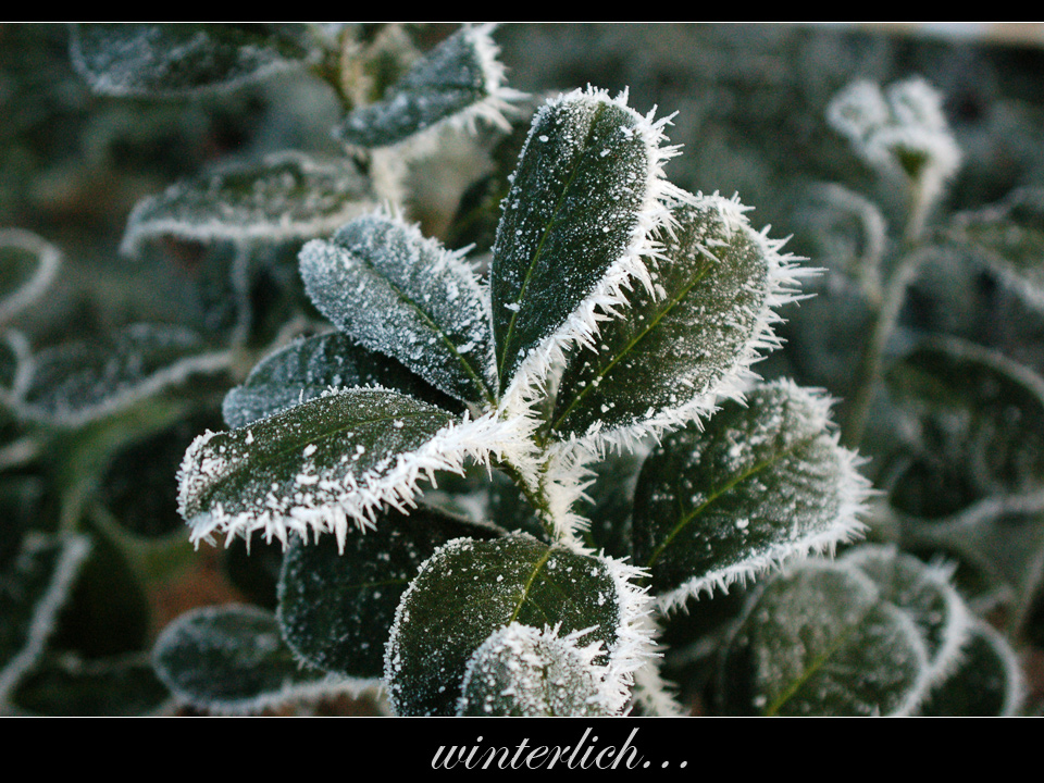 winterlicher Lorbeer