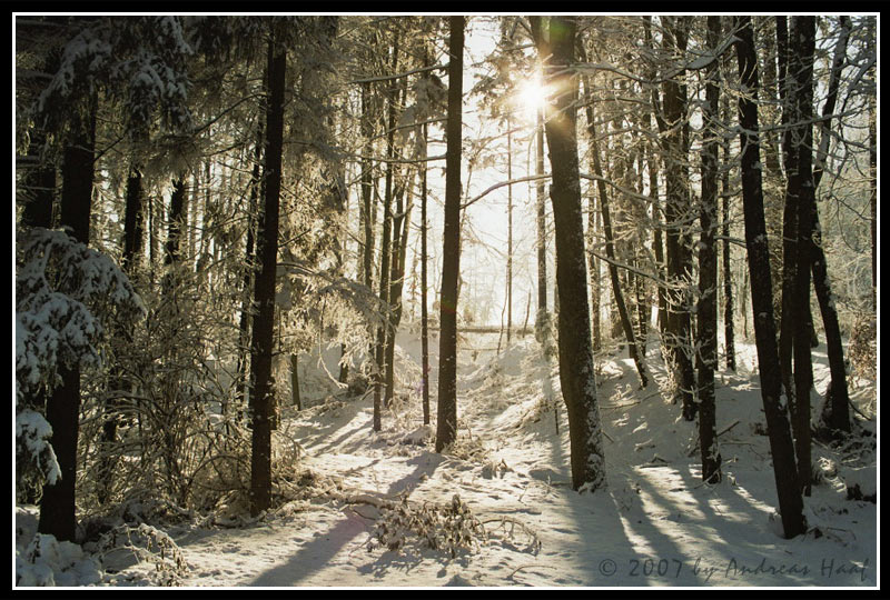 + winterlicher Märchenwald +