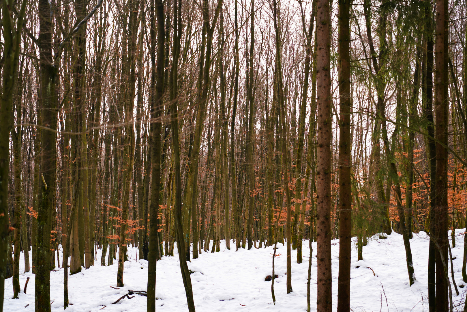 Winterlicher Mischwald