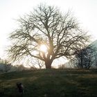 Winterlicher Morgenspazuergang mit Hund