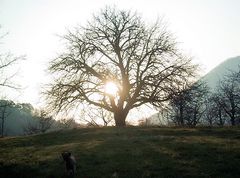 Winterlicher Morgenspazuergang mit Hund