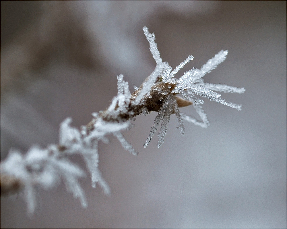 Winterlicher Morgenstern