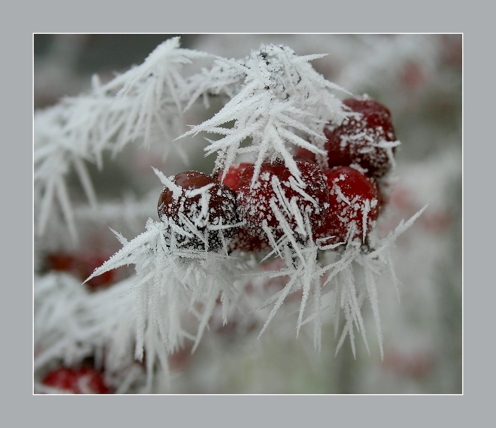 Winterlicher Morgenzauber