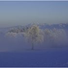 Winterlicher Nebelzauber