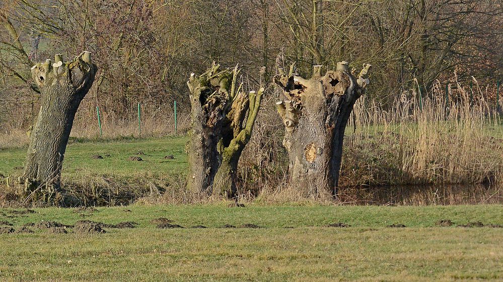 Winterlicher radikaler Baumbeschnitt im NSG Am Tibaum.