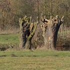 Winterlicher radikaler Baumbeschnitt im NSG Am Tibaum.