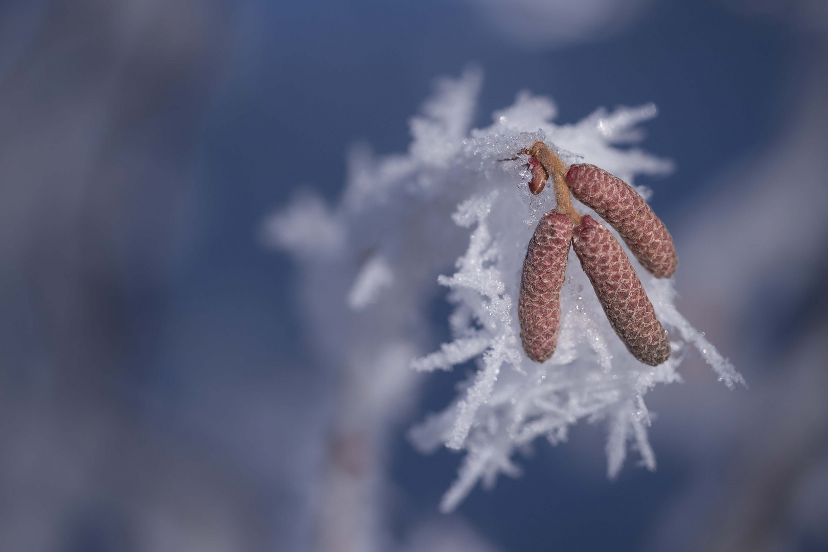 Winterlicher Schnappschuss