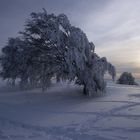 Winterlicher Schwarzwald