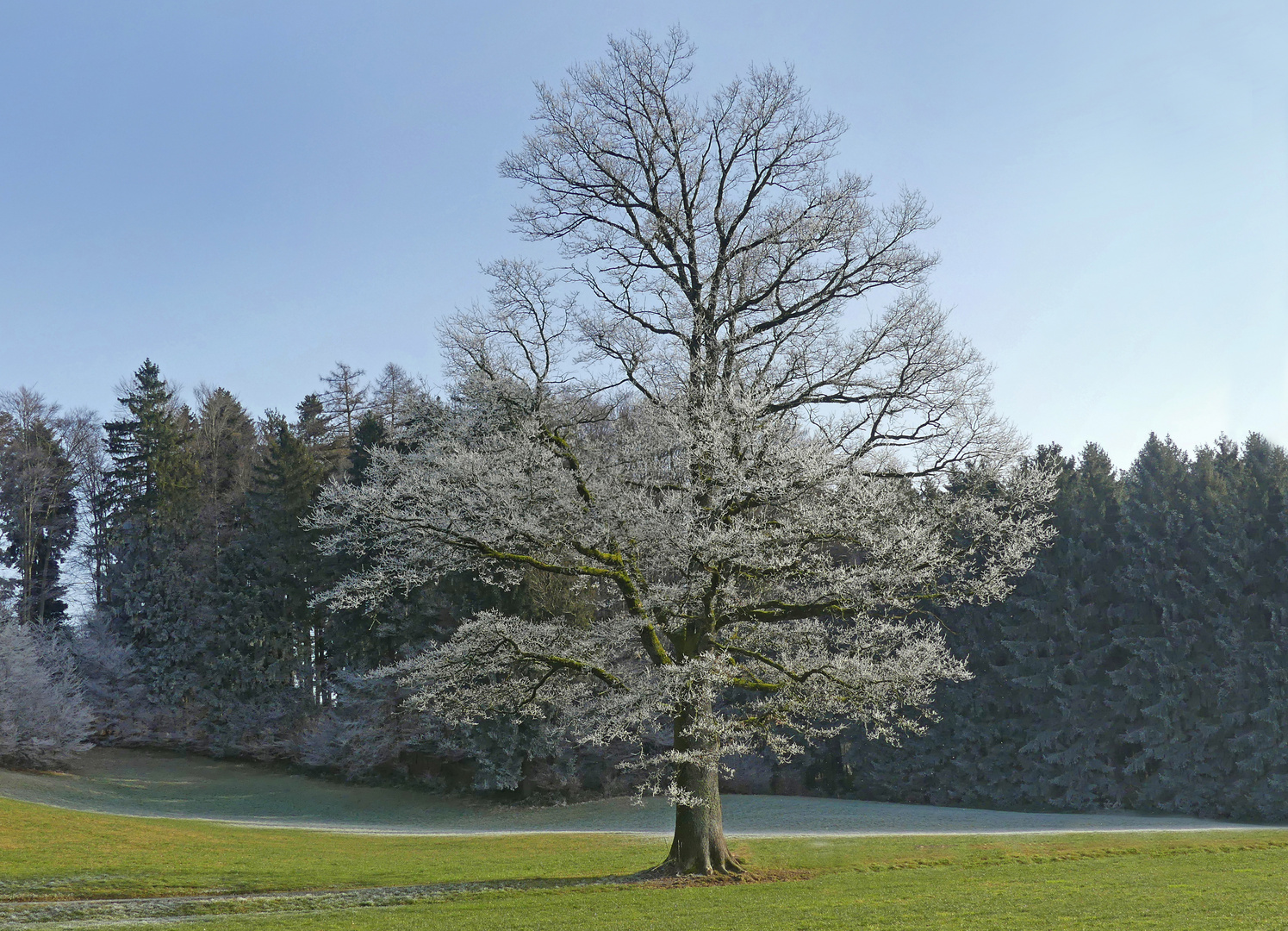 Winterlicher Solitär