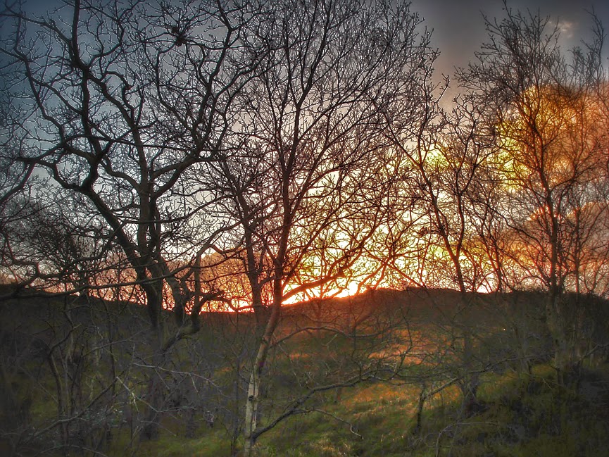 Winterlicher Sonnenuntergang im Wäldchen auf Spiekeroog - Weihnachten 2014