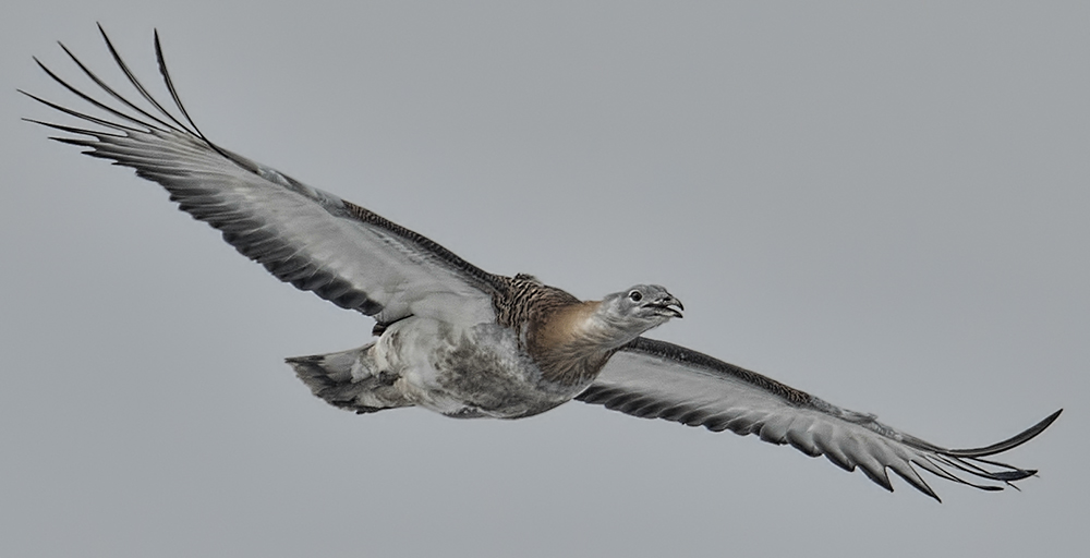 winterlicher Trappenflug