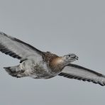 winterlicher Trappenflug