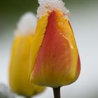 Winterlicher Tulpengruß- der Zweite