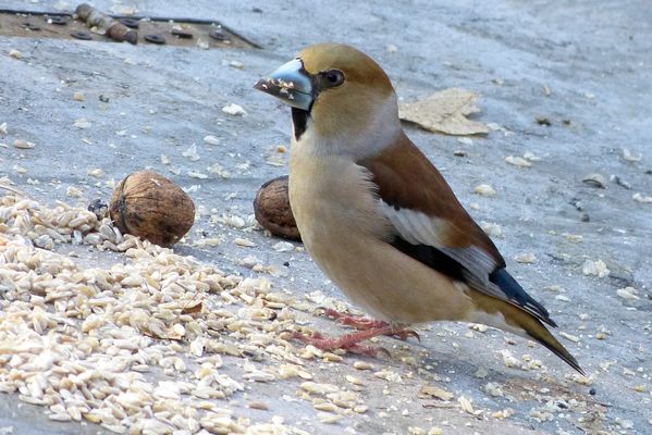 Winterlicher Überfluss am Beginn