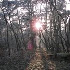 winterlicher Wald