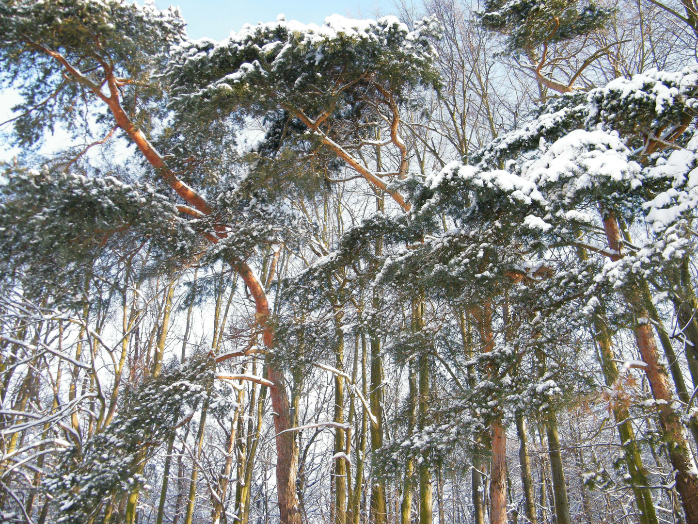 winterlicher Wald