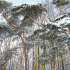 winterlicher Wald