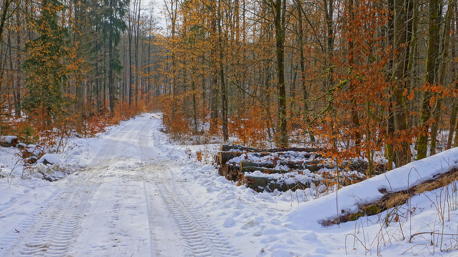 winterlicher Wald, 2 (bosque invernal, 2)