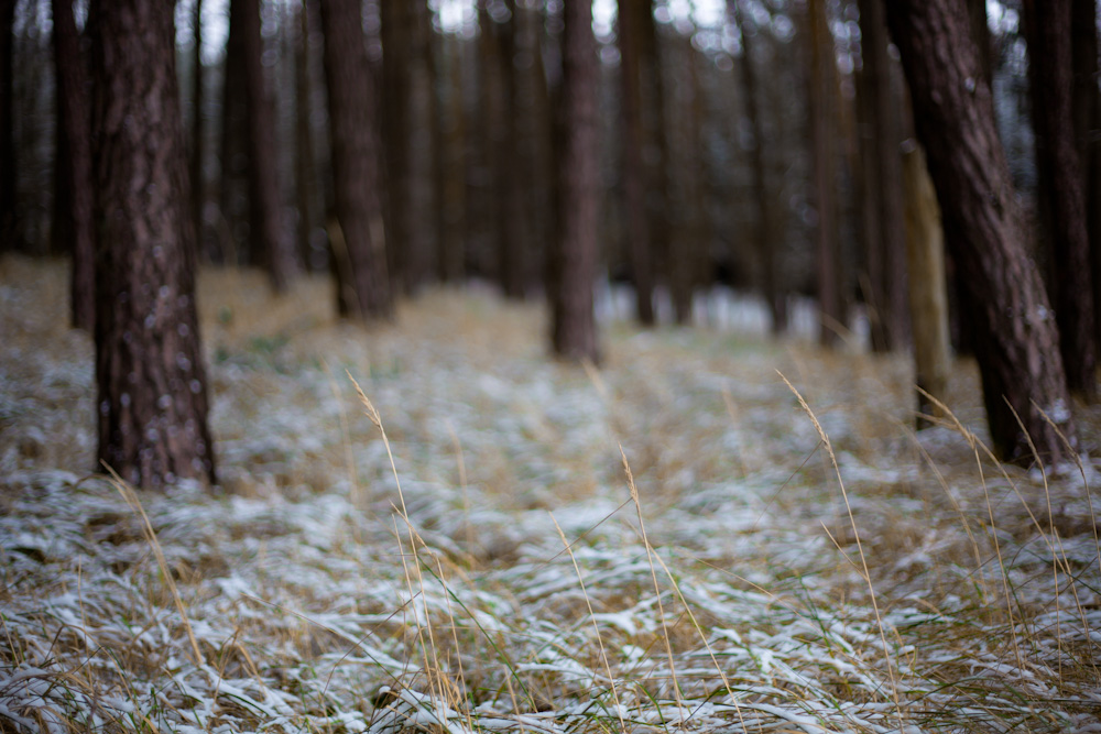 Winterlicher Wald