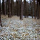 Winterlicher Wald