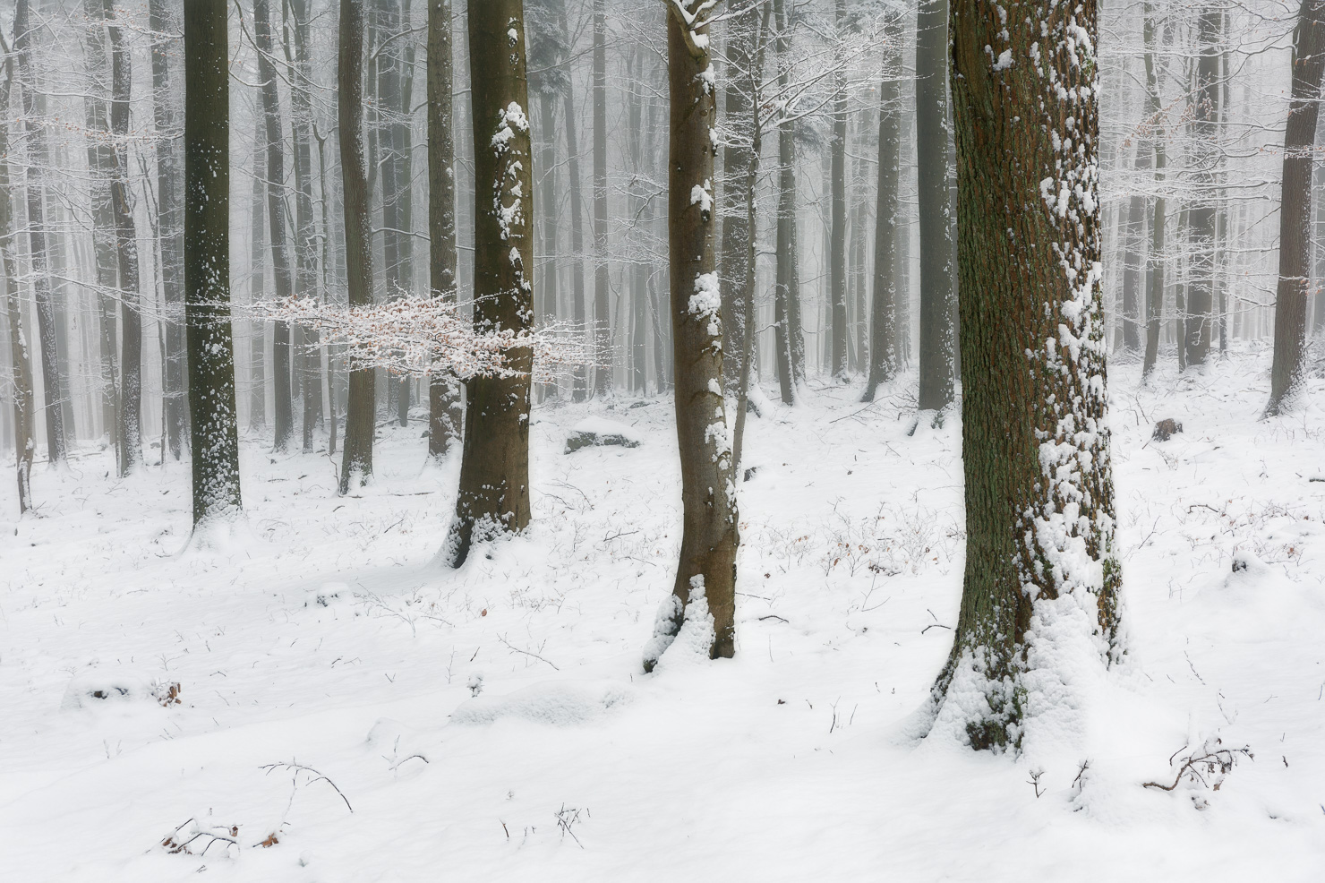 ~~ Winterlicher Wald ~~