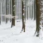~~ Winterlicher Wald ~~