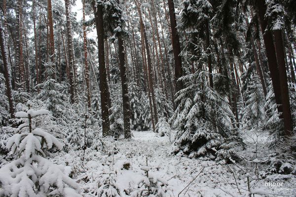 Winterlicher Wald