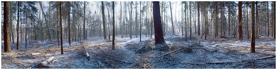 Winterlicher Wald