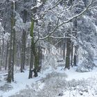 winterlicher Wald als gemalte Ansicht