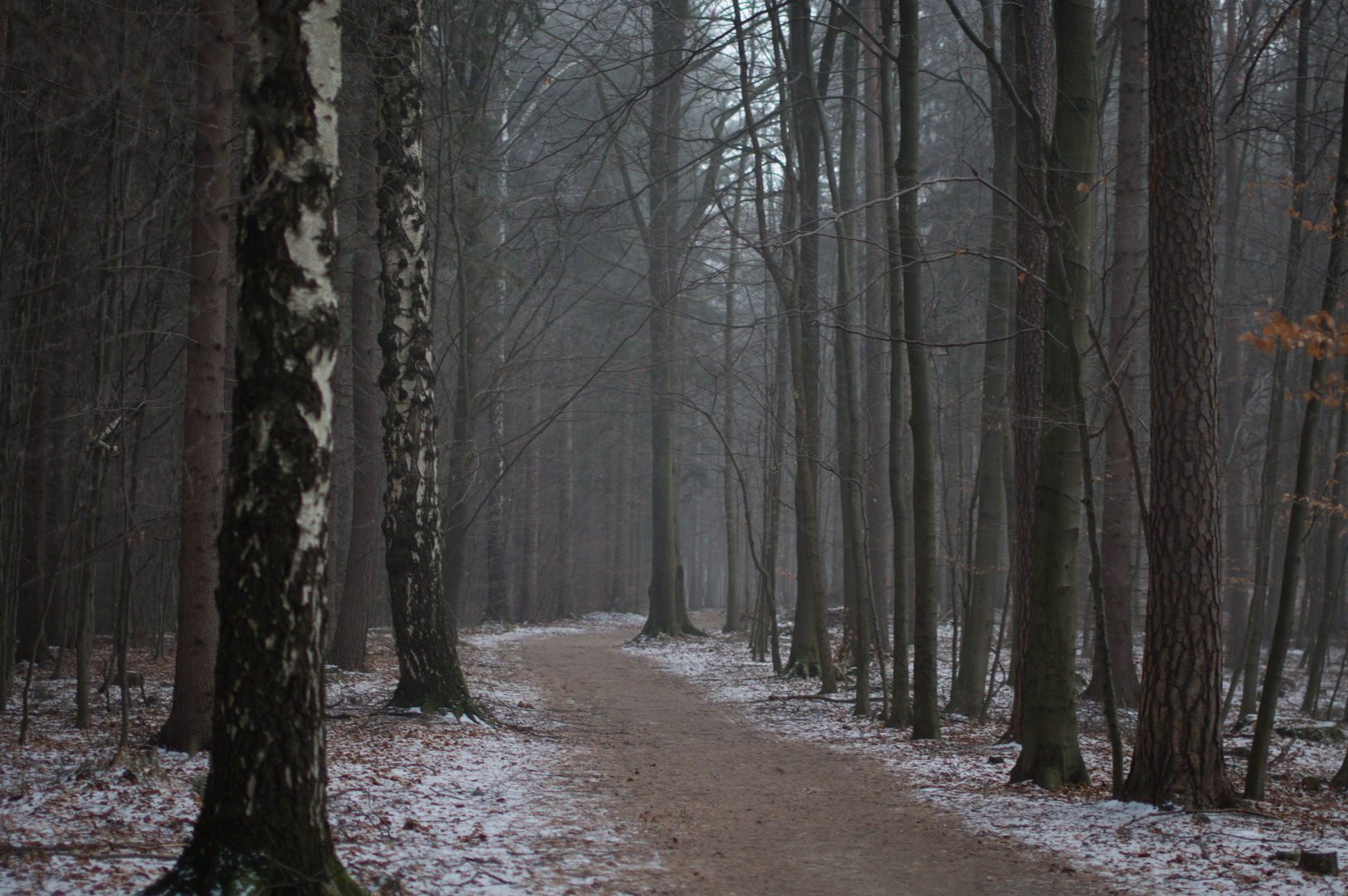 Winterlicher Wald am Morgen