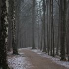 Winterlicher Wald am Morgen