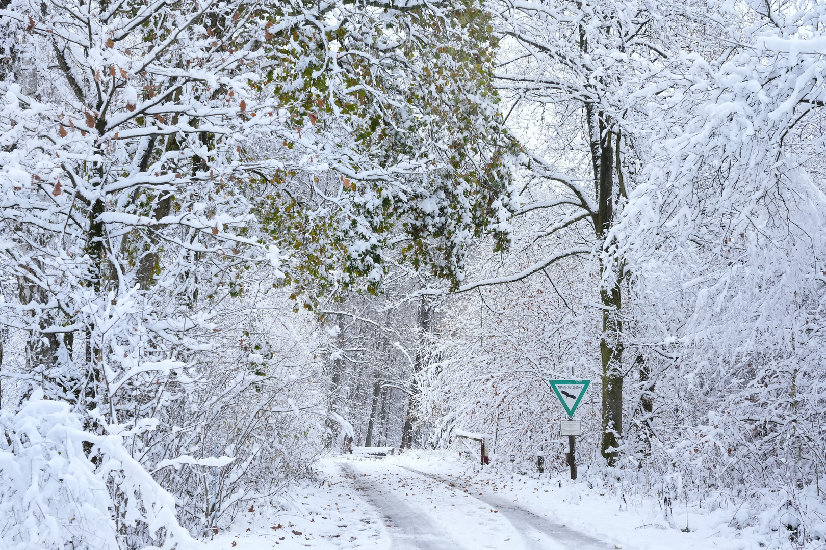 Winterlicher Wald auf dem Lattenberg 