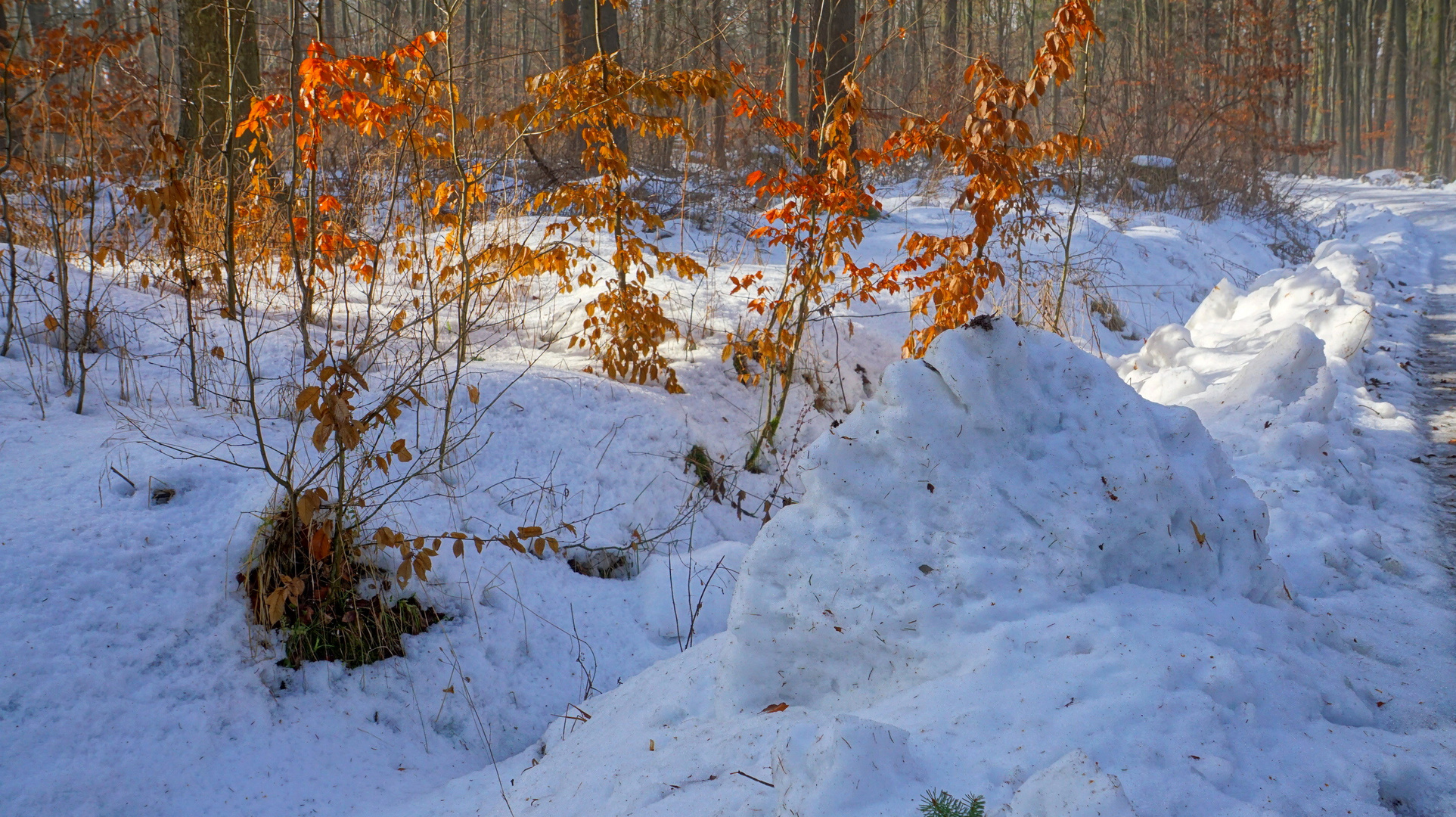 winterlicher Wald (bosque invernal)