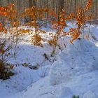 winterlicher Wald (bosque invernal)