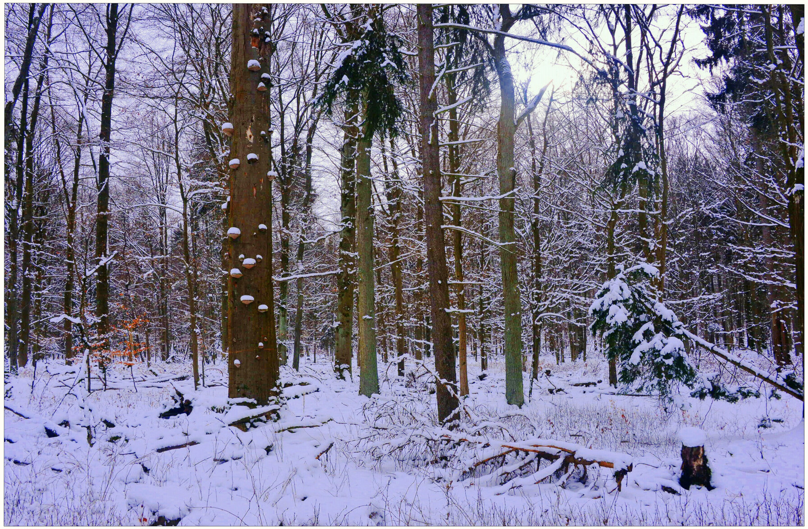 winterlicher Wald (bosque invernal)