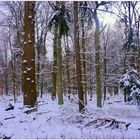 winterlicher Wald (bosque invernal)