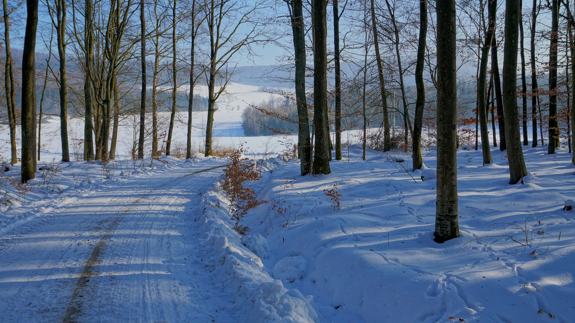 winterlicher Wald (bosque invernal)