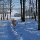 winterlicher Wald (bosque invernal)