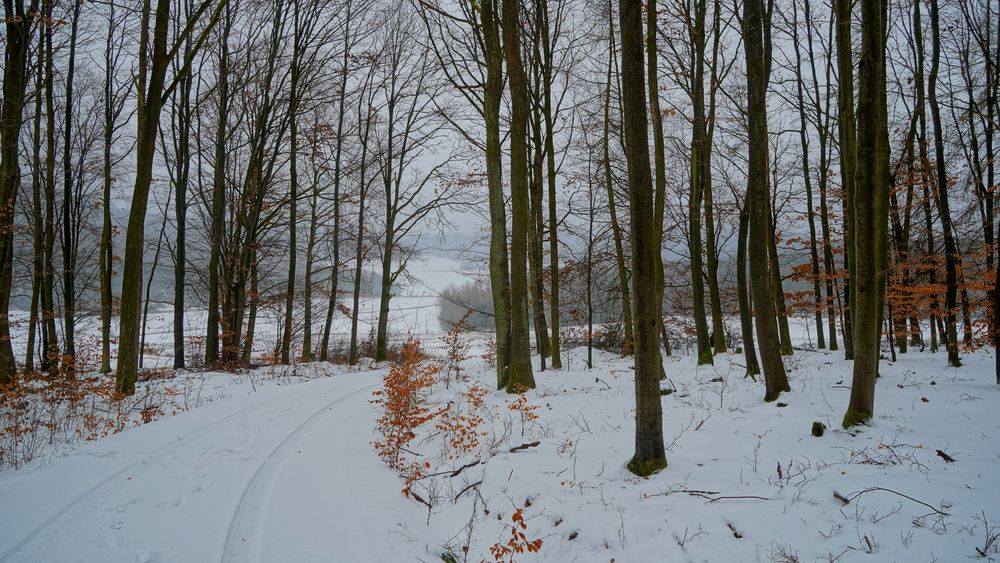 winterlicher Wald (bosque invernal)